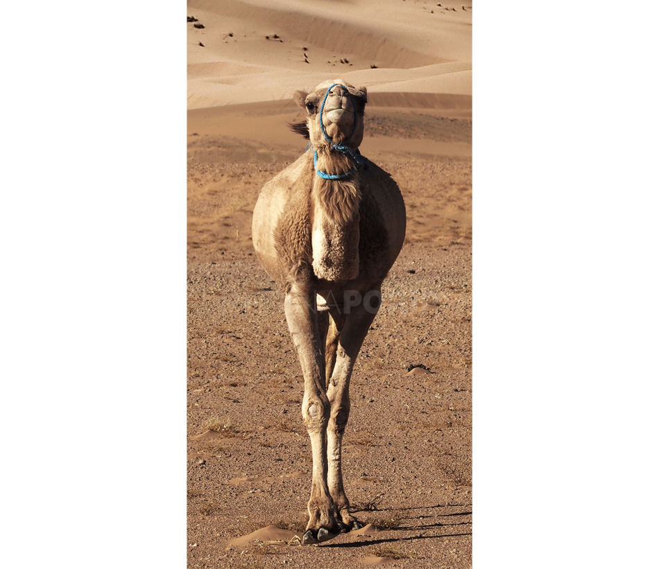 Marokko Sahara 7  –  50 x 100 cm